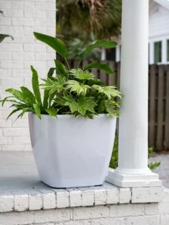 Viva Square Self-Watering Rolling Planter, 20" Diameter, Set Of 2 19 Viva Square Self-Watering Rolling Planter, 20" Diameter, Set Of 2 -Garden Shop 3 4 crop 8612930 0033 tif