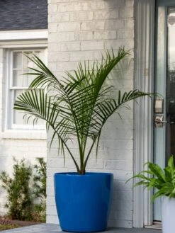 Viva Round Self-Watering Rolling Planter, 20" Diameter, Set Of 2 -Garden Shop 3 4 crop 8612933 0024 tif