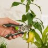 Houseplant Pruner -Garden Shop 3 4 crop 8612961 0040 houseplant pruner