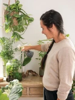 Indoor Plant Mister 17 Indoor Plant Mister -Garden Shop 3 4 crop 8612962 3792