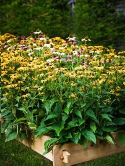 Farmstead Cedar Raised Garden Beds, 2' -Garden Shop 8588144 014V tif