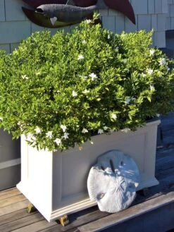 Fairfield Self-Watering Patio Planters, 20” X 36” -Garden Shop 8588417 208V tif