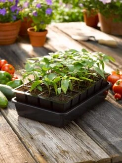 Growease Seed Starter Kit 16 Growease Seed Starter Kit -Garden Shop 8589987 1148 tif