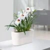 Lechuza® Delta Self-Watering Windowsill Planters -Garden Shop 8590298 03V tif