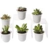 Succulent Terrarium Plant Collection, Set Of 6 -Garden Shop 8591769 3597 tif