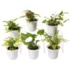 Fern Terrarium Plant Collection, Set Of 6 2 Fern Terrarium Plant Collection, Set Of 6 -Garden Shop 8591771 3591 tif