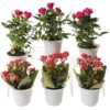 Flowering Terrarium Plant Collection, Set Of 6 -Garden Shop 8591772 3594 tif