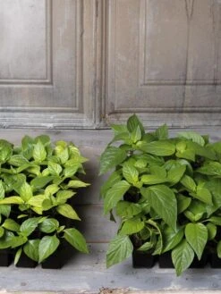 Organic Seed Starting Mix, 6 Quarts -Garden Shop 8592212 002E tif