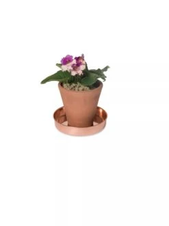 Extra Small Round Copper Plant Tray, 8" -Garden Shop 8593528 2922 tif