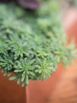 Tall Rectangular Copper Plant Tray, 18" X 5" X 4" -Garden Shop 8593534 4601 tif