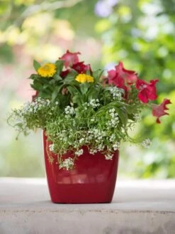 Viva Square Self-Watering Planter, 7" Diameter 12 Viva Square Self-Watering Planter, 7" Diameter -Garden Shop 8595223 1111 tif