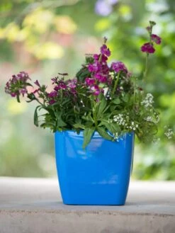 Viva Square Self-Watering Planter, 7" Diameter 10 Viva Square Self-Watering Planter, 7" Diameter -Garden Shop 8595223 1113 tif