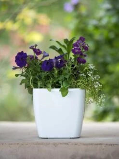 Viva Square Self-Watering Planter, 7" Diameter 11 Viva Square Self-Watering Planter, 7" Diameter -Garden Shop 8595223 1118 tif