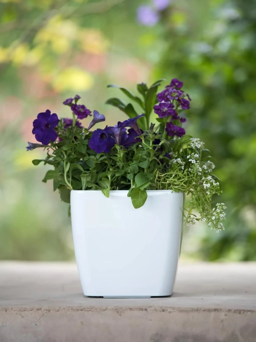 Viva Square Self-Watering Planter, 7" Diameter 6 Viva Square Self-Watering Planter, 7" Diameter - Image 4