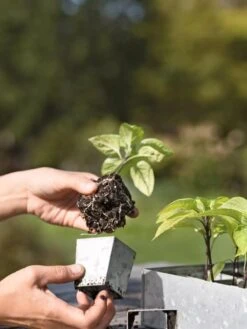 Galvanized Seed Starting Tray -Garden Shop 8595893 4378 tif