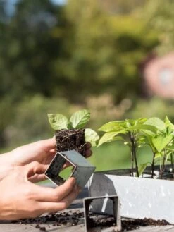 Galvanized Seed Starting Tray -Garden Shop 8595893 4382 tif
