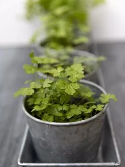 Galvanized Herb Planters With Rectangular Tray -Garden Shop 8595903 advice 1777 tif