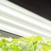 LED SunLite® High Intensity Fixture 1 LED SunLite® High Intensity Fixture -Garden Shop 8596021 3125 tif