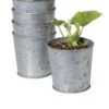 Galvanized Planting Cups, Set Of 5 1 Galvanized Planting Cups, Set Of 5 -Garden Shop 8596104 9899 tif