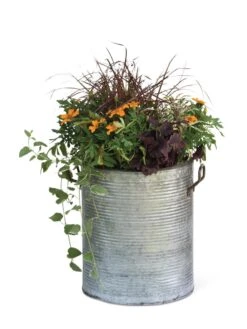 Galvanized Rim Planters 13 Galvanized Rim Planters -Garden Shop 8597443 1704 tif