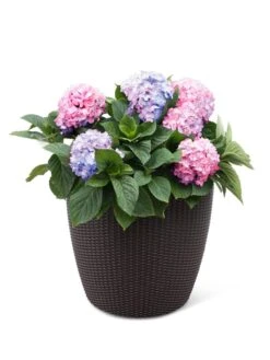 Weave Self-Watering Round Planter, 17" White -Garden Shop 8598372 3001 tif