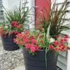Gardener’s Victory Self-Watering Patio Planter -Garden Shop 8598395 4390 tif