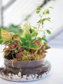 Garden Shop 28 Garden Shop -Garden Shop 8599150 03v