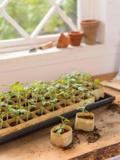 Paper Pots, 50 Cell 11 Paper Pots, 50 Cell -Garden Shop 8599830 0502 paper pots 50 cell tif