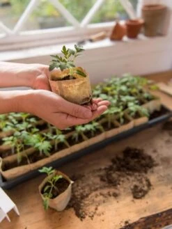 Paper Pots, 50 Cell 13 Paper Pots, 50 Cell -Garden Shop 8599830 0507 tif