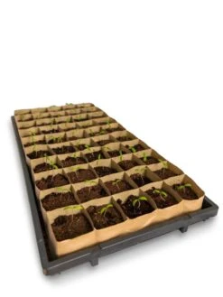 Paper Pots Tray -Garden Shop 8599830 18542 tif 1