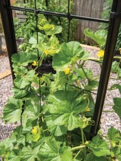 Gardener’s Victory Self-Watering Planter With Vine Trellis -Garden Shop 8600176 6853