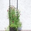 Gardener’s Victory Self-Watering Planter With Vine Trellis -Garden Shop 8600177 05490 tif