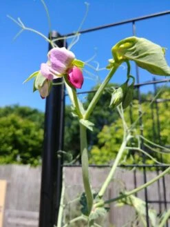 Gardener’s Victory Self-Watering Planter With Vine Trellis -Garden Shop 8600177 6588 tif