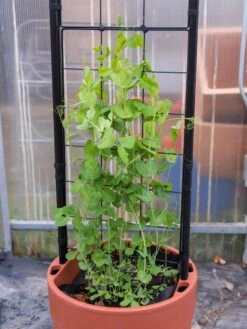 Gardener’s Victory Self-Watering Planter With Vine Trellis -Garden Shop 8600178 5000 tif