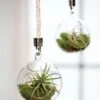 Mini Blown-Glass Hanging Terrarium, Set Of 2 -Garden Shop 8609218 0311 mini blown glass hanging terrarium set of 2