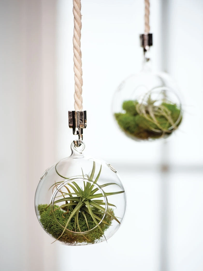 Mini Blown-Glass Hanging Terrarium, Set Of 2 3 Mini Blown-Glass Hanging Terrarium, Set Of 2