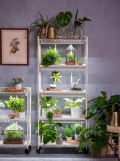 Oslo 4-Tier LED Grow Light Garden 21 Oslo 4-Tier LED Grow Light Garden -Garden Shop 8609220 4116 tif