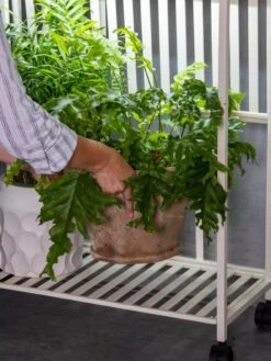 Oslo 2-Tier LED Grow Light Garden, 2 Fixtures 23 Oslo 2-Tier LED Grow Light Garden, 2 Fixtures -Garden Shop 8609220 4122 tif