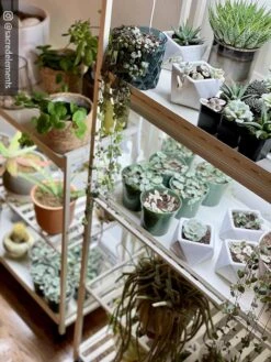 Oslo 2-Tier LED Grow Light Garden, 2 Fixtures 26 Oslo 2-Tier LED Grow Light Garden, 2 Fixtures -Garden Shop 8609221 02IN tif