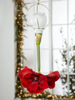 Waxed Amaryllis Brass Hangers, Set Of 3 -Garden Shop 8609252 2020 6014