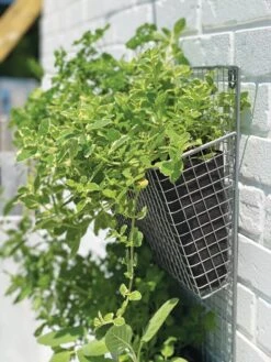 Wire Wall Pockets Vertical Gardens 10 Wire Wall Pockets Vertical Gardens -Garden Shop 8609429 9500 tif
