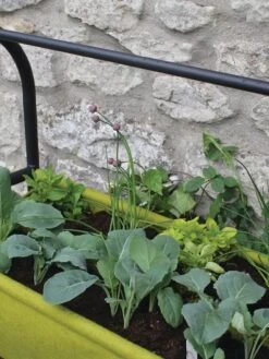 Vigoroot™ Self-Watering Easy Garden Planter -Garden Shop 8609879 04V tif