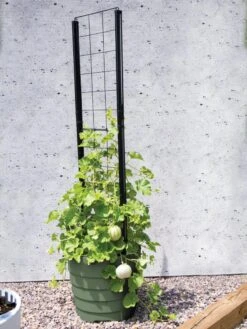 Gardener’s Victory Self-Watering Planter With Vine Trellis -Garden Shop 8610238 15487 tif