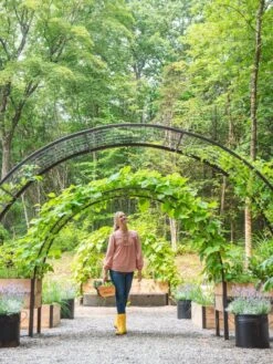 2’ X 8’ Arch Trellis For Planter Boxes 14 2’ X 8’ Arch Trellis For Planter Boxes -Garden Shop 8610798 071 tif