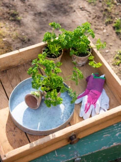 Garden Shop -Garden Shop 8611075 033