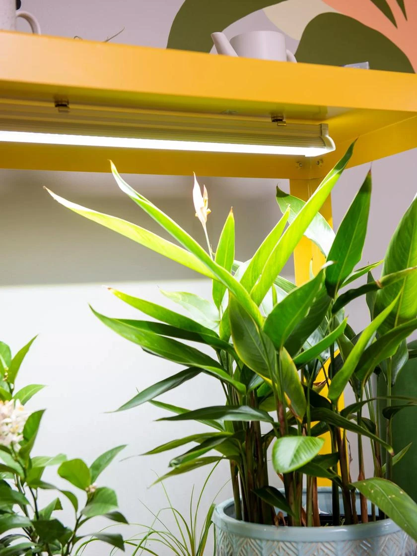 Mobile LED Grow Light Cart 4 Mobile LED Grow Light Cart - Image 2