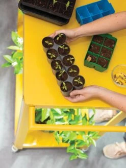 Sili-Seedlings® Seedling Tray, 10-Cell -Garden Shop 8611886 374 tif