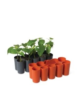 Sili-Seedlings® Seedling Tray, 10-Cell -Garden Shop 8611886 5192 tif