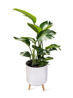 Ava Self-Watering Round Planter -Garden Shop 8612692 0002