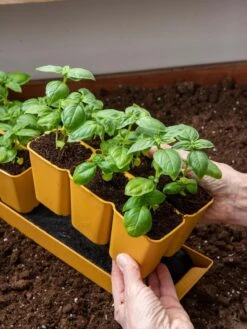 Gardener's Best® XL 6-Cell Planting Tray, Set Of 4 -Garden Shop 8613031 6300